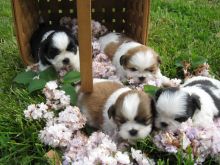 Family Rasied Shih Tzu Image eClassifieds4U