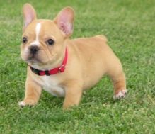 FRENCH BULLDOG PUPPIES FRENCH BULLDOG PUPPIES - Image eClassifieds4U