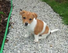Beautiful True Black/White Jack Russel Male!!text us at (443) 863-9158 Image eClassifieds4U