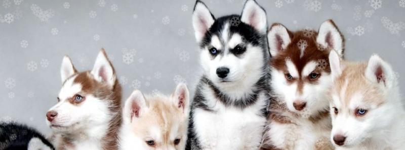 Pure Bred Full Pedigree Siberian Husky Pups Image eClassifieds4u