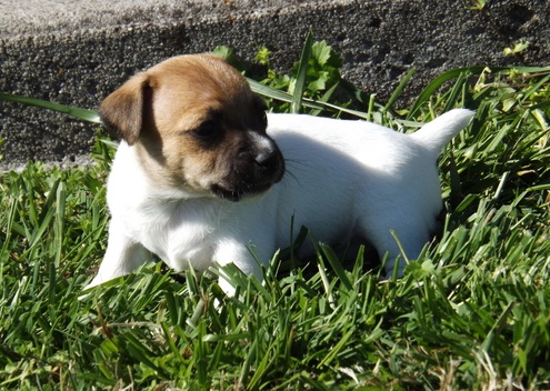 Beautiful True Black/White Jack Russel Male for rehoming ()*((&^*^%*^%U%^%^*%$^$%#^ Image eClassifieds4u