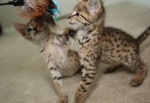 Male / Female F2 savannah kittens..(404) 947-3957