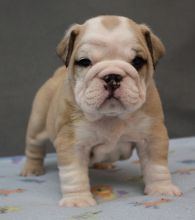 beautiful white collar English Bulldog Puppy sale