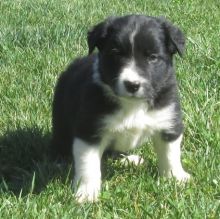 Border collie Puppies.