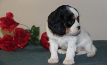 cavalier King Charles puppies.