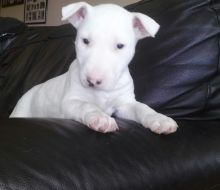 CKC bull terrier puppies