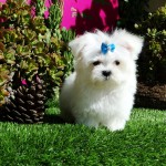 Fiona - Sweetheart Toy Maltese Puppy Available!