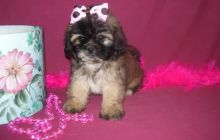 Lhasa Apso puppies.