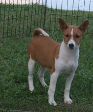Male and female Basenji puppies ready now.