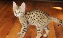Male and female F2 savannah kittens available (404) 947-3957
