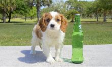 Meet Harry the Cavalier puppy for sale