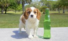 Meet Lexington the Cavalier puppy for sale