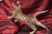 Stunning litters of savannah kittens available (404) 947-3957
