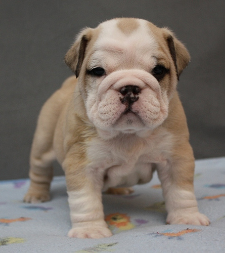 beautiful white collar English Bulldog Puppy sale Image eClassifieds4u