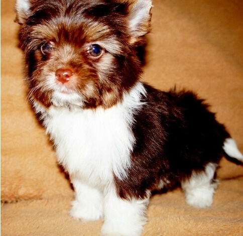 Biewer puppies. Image eClassifieds4u