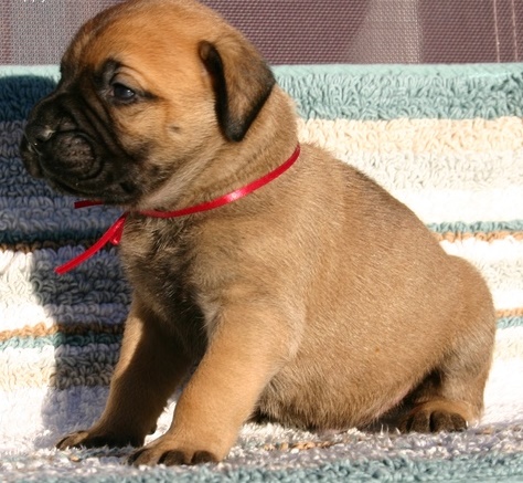 Bullmastiff puppies. Image eClassifieds4u