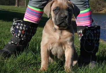 Cane Corso Italiano puppies. Image eClassifieds4u