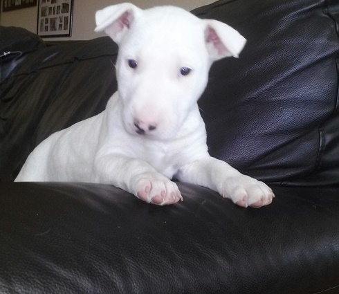 CKC bull terrier puppies Image eClassifieds4u