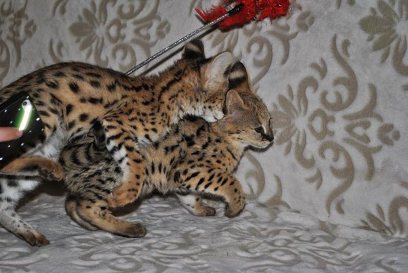 Cute litter of F1 Savannah kittens.(404) 947-3957 Image eClassifieds4u