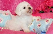 Bich Poo puppies ready now. Image eClassifieds4U