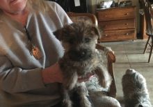 Cairn Terrier Puppies. Image eClassifieds4U