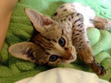 Cutest Male and Female F2 Savannah Kittens for sale (404) 947-3957 Image eClassifieds4U