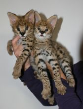 Male and female serval kitten available. (Cheap prices) (404) 947-3957 Image eClassifieds4U