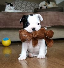 Super adorable AKC French Bulldog Image eClassifieds4U