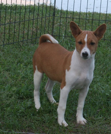 Male and female Basenji puppies ready now. Image eClassifieds4u