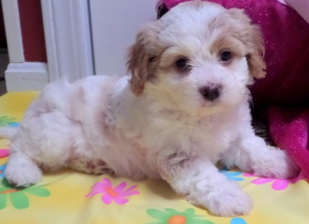 Playful Cavachon Puppies. Image eClassifieds4u