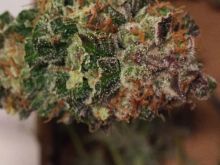 Top shelf Marijuana ONLY