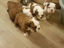 Adorable and cute English Bulldogs Puppies 315=364=1690
