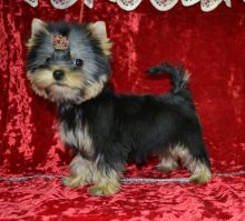 AKC teacup Yorkshire Puppies