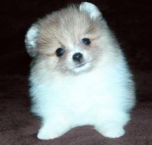 Beautiful 12 weeks old, neutered female AKC Pomeranian puppy