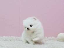 Breath Taking Pomeranian Puppy