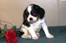 Cavachon Designer Breed Female Pup!