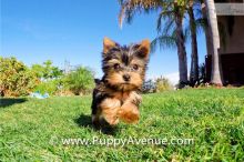 Charming Teacup Yorkie Pups