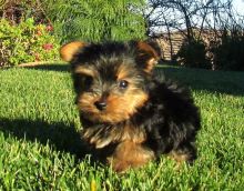 Cute Yorkie Puppy call or text (289) 315-1577