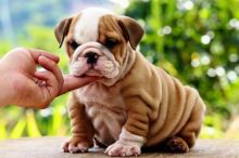 English Bulldog Puppies for adoption 315=364=1690