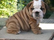 English Bulldog Pups for Adoption