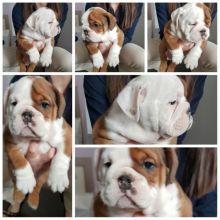 Excellent Pedigree English Bulldog puppies 315=364=1690