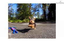 Home Trained Teacup Puppies