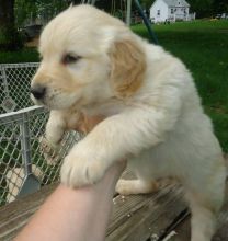 Male and Female Golden Retriever Puppies Available