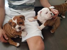 Pure White and red Bulldog Puppies 315=364=1690