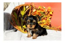 Registered Yorkie Puppies for Adoption