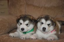 Siberian Husky puppies ready