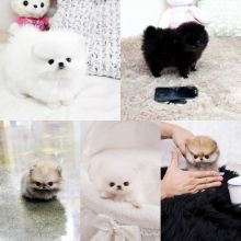 Teacup Size Pomeranian puppies to re-home.