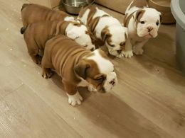315=364=1690 Red And White English Bulldogs Puppies 315=364=1690 Image eClassifieds4u