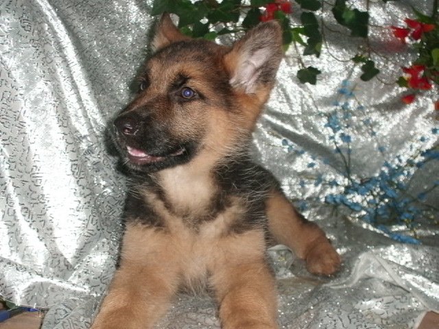 AKC German Shepherd puppies. Imported West German Working lines Image eClassifieds4u