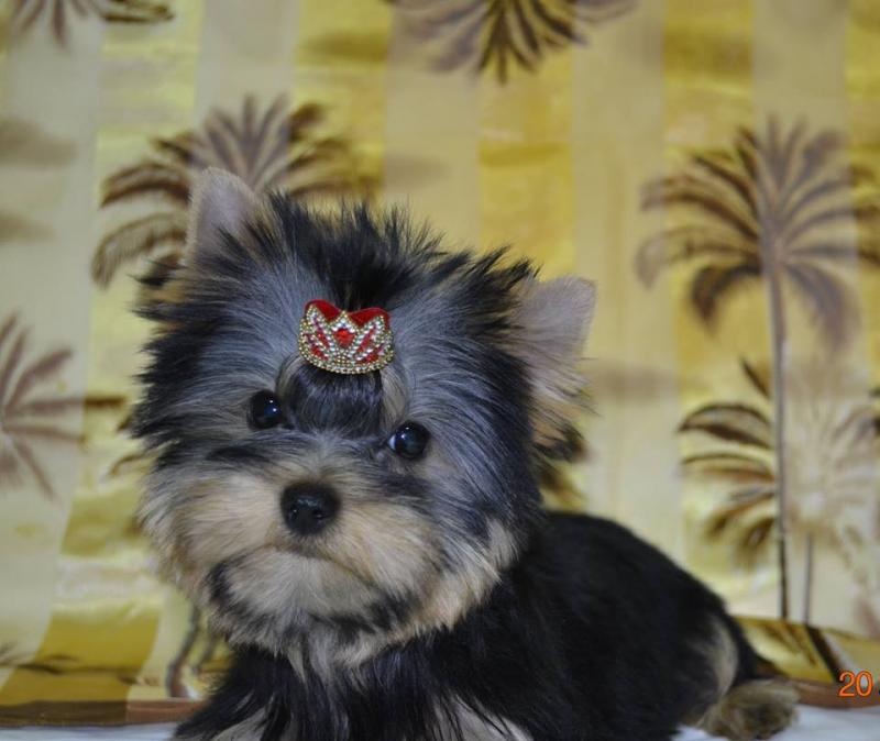 AKC teacup Yorkshire Puppies Image eClassifieds4u